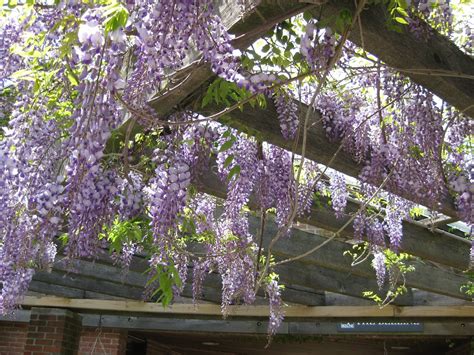 Rotary Botanical Gardens - Hort Blog: Chicago Botanic Garden Looks Good