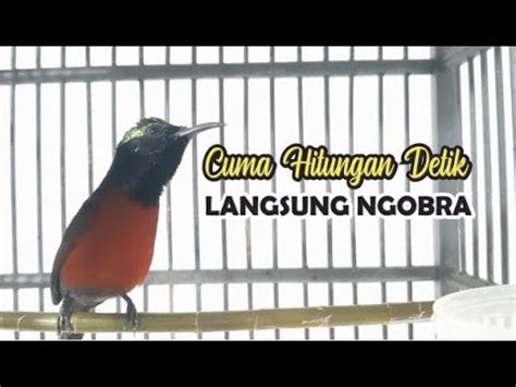 PANCINGAN KOLIBRI NINJA GACOR DALAM HITUNGAN DETIK LANGSUNG AMPUH YouTube