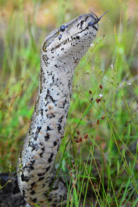 Reptiles Of The Kruger National Park Can Make Exciting Photo Subjects