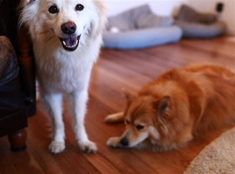 犬がいないとつまらない 年齢だけであきらめるのはまだ早い【穴澤賢の犬のはなし】｜いぬのきもちweb Magazine