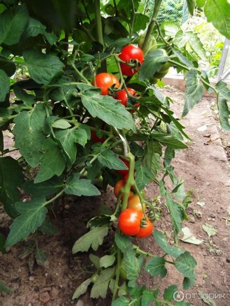 Томат Малиновая Ляна: описание сорта, отзывы, фото + таблица