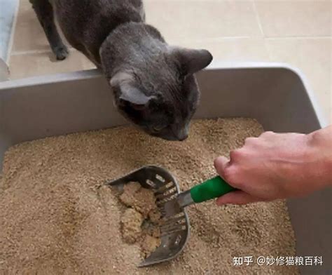 猫咪为什么总是对着你喵喵叫？它其实想告诉你这六件事 知乎