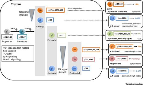 Thymic Determinants Of γδ T Cell Differentiation Trends In Immunology