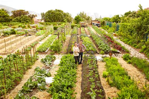 Gemüsegarten anlegen Anleitung zum richtigen Planen und Ausführen