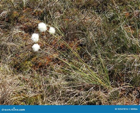 Timothy Plant In Marsh Stock Photo Image Of Grass Moor 92547816