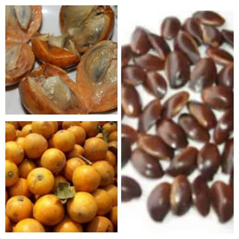 TEE NATUREL: Health benefits of African star apple (Agbalumo)