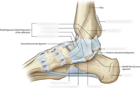 Medial Malleolus Ligament