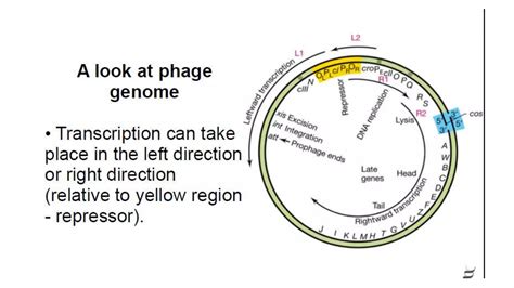 Phage Gene Regulationpptx