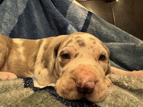 Akc Lilac Harlequin Great Dane Great Dane Puppies For Sale In