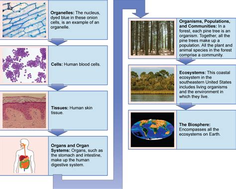 Chapter 18 Form Follows Function Introductory Biology 2