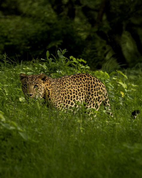 Offbeat Wildlife Experience in India