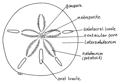 Sea Urchin External Anatomy