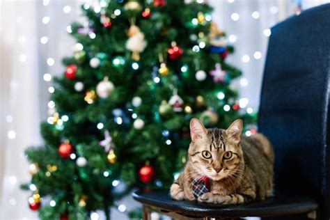 How to Cat-Proof a Christmas Tree: 10 Possible Ways | Hepper