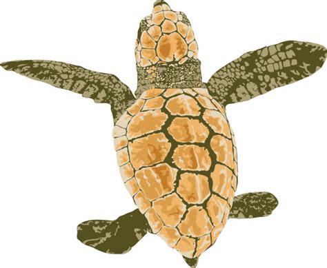 280 Loggerhead Turtles Stock Illustrations Royalty Free Vector