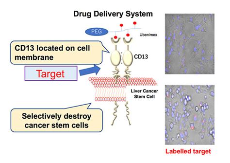 Anticancer Drugs Delivered By A New Drug Delivery System Reduce Tumor