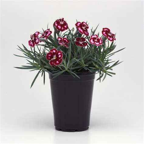 Dianthus X Mountain Frost Ruby Glitter Portfolio Pinks Siteone