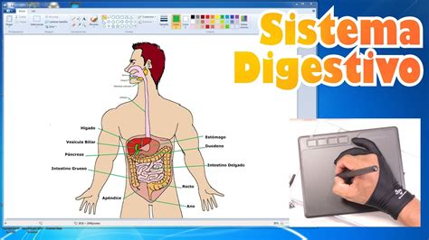 C Mo Dibujar El Sistema Aparato Digestivo En Ms Paint Youtube