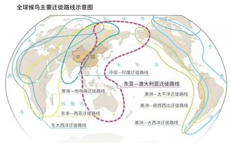 候鸟齐聚大美深圳，观鸟前的这些姿势你要知道