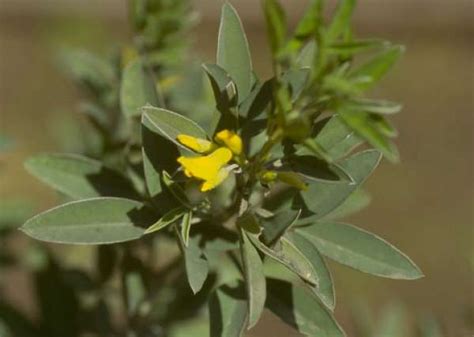 Cytisus Aeolicus Guss Portale Della Flora D Italia Portal To The