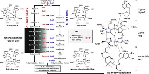 Summary Of The Aerobic And Anaerobic Cobalamin Biosynthetic Pathways