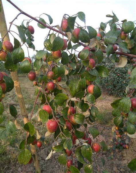 Creative Farmer Red Sundari Apple Ber Jujube Fruit Plant With Pot