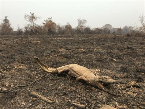 Fogo no Pantanal matou 17 milhões de animais e causou prejuízo de R