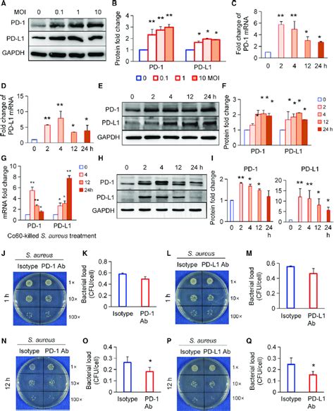 Bactericidal Activity Of Macrophages Is Suppressed By Pd L1pd 1