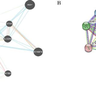 Interaction Network Of Lnpep Gene Arised From Genemania And String