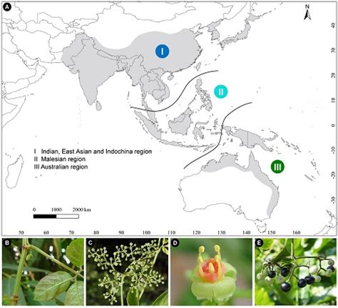 葡萄科乌蔹莓属（causonis Raf）基于综合证据的分类修订——中国科学院植物研究所 植物科学数据中心