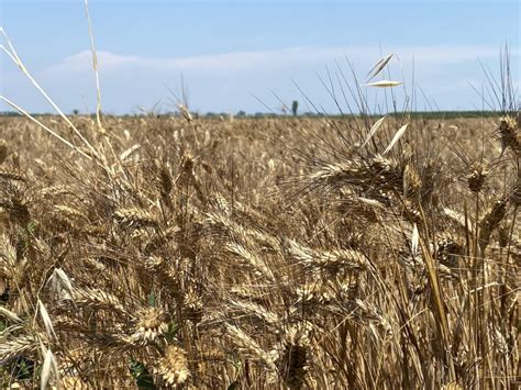 Sabato La Festa Del Grano E Del Pane Al Mercato Coperto Di Via