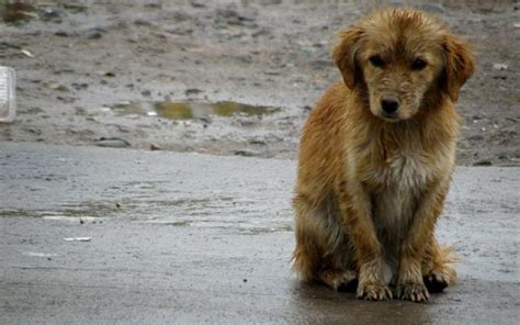 C Mo Podemos Ayudar A Proteger A Los Perros Callejeros Del Fr O Y La