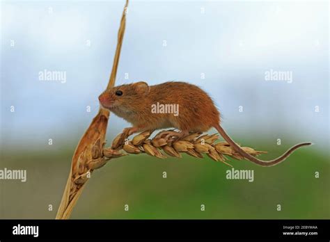 Harvest Mouse Stalk Hi Res Stock Photography And Images Alamy