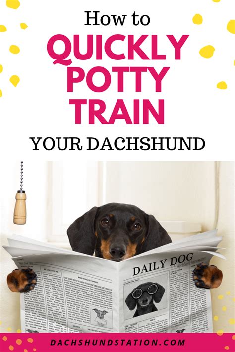 Easy Tips For Potty Training Your Dachshund Dachshund Station