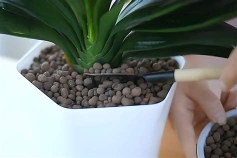 How To Use Leca Balls Growing Plants In Leca Gardening Latest