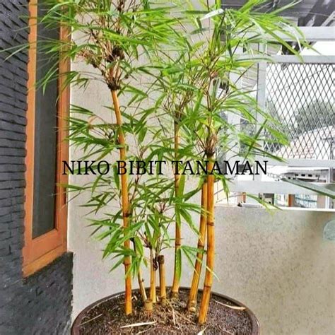 Jual Tanaman Bambu Kuning Hiasan Taman Buat Pagar Shopee Indonesia