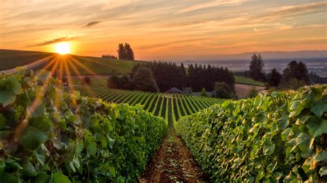 The Beginners Guide To Willamette Valley Wines