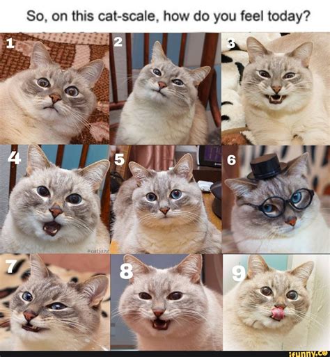 So On This Cat Scale How Do You Feel Today IFunny