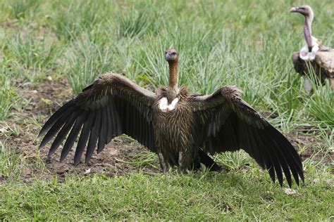 16 of the World's Most Endangered Vulture Species