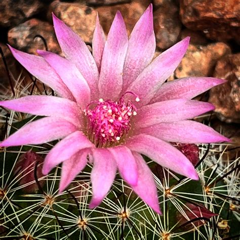 Newly transplanted Cast Iron Plant – A Gardener's Notebook