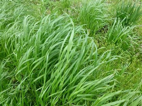 Annual Ryegrass – Plants Of The Southwest