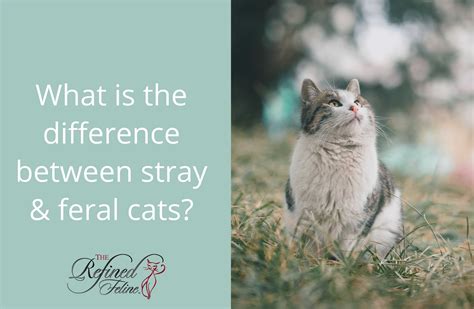 What Is The Difference Between Stray And Feral Cats The Refined Feline