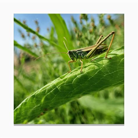 Grasshopper 27 Canvas Print By Pat4u Fy