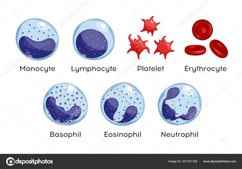 Conjunto Vectorial Monocitos Linfocitos Eosin Filos Neutr Filos