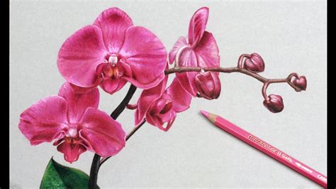 40 Beautiful Flower Drawings and Realistic Color Pencil Drawings ...