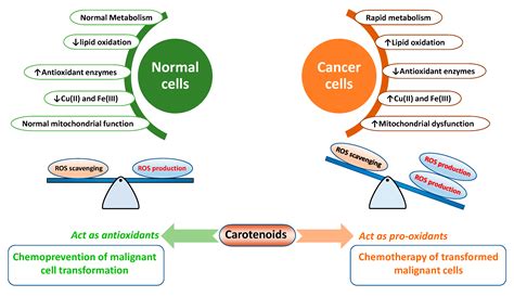 Antioxidants Free Full Text Pro Oxidant Actions Of Carotenoids In