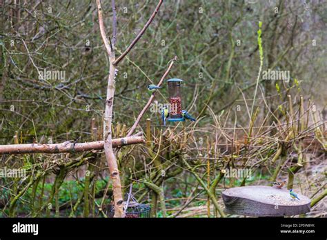 Blue Tits Cyanistes Caeruleus On A Bird Feeder In Woodland Area In
