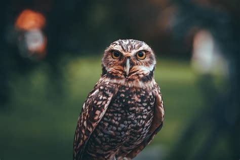 Photo Of An Owl In Macro Photography High Resolution Photo Of Owl Cub