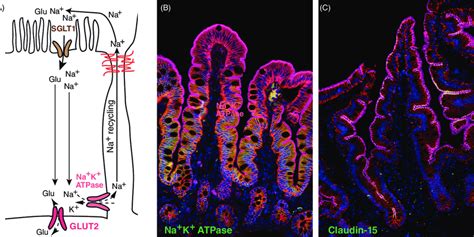 Epithelial Glucose Transport As A Model Of Na Coupled Nutrient