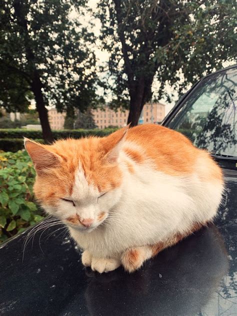 бродячий кот