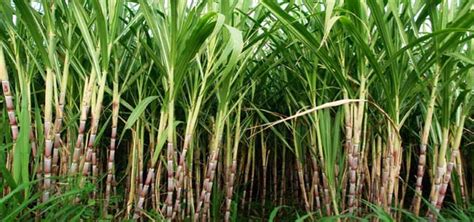 Sugar Cane Rate In Pakistan 2022